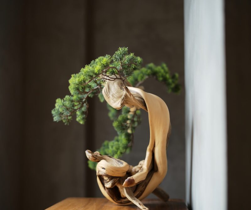 bonsai-boy-coupon-code