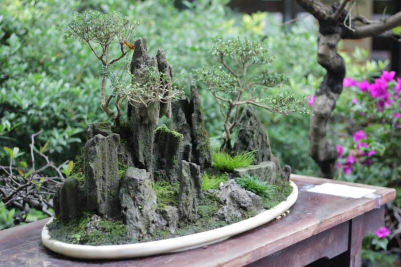 bonsai-boy
