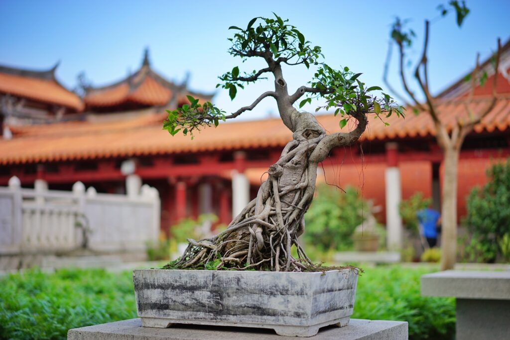 bonsai-boy-meaning