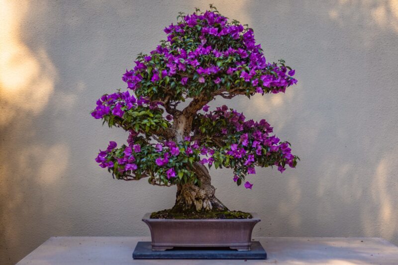 bonsai-boy-pots