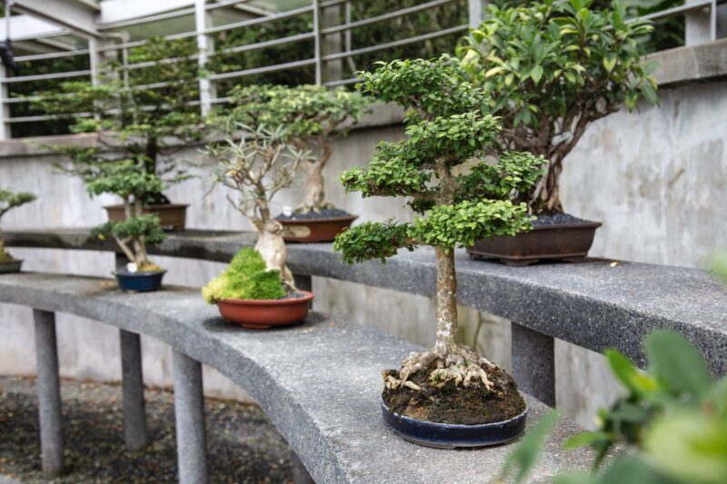 bonsai-tree